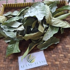 Daun Langsep (lansium parasiticum) Yellow mahogany Dried Leaves