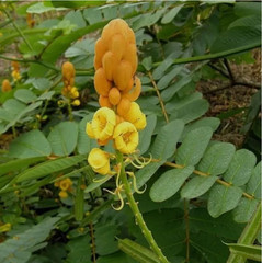 25g Sun-Dried Cassia Alata Leaves Powder Organic Herbal Skin Care Fresh Herb