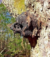  Wild Harvested Chaga Mushroom Double Extract Tincture 2 oz