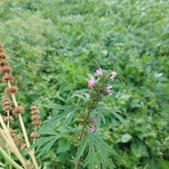 2+1 deal – Siberian Motherwort (Leonurus sibiricus) Resin Extract –1:100 Potency