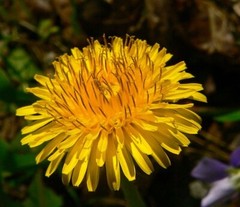 Dandelion Extract Dandelion Tincture Potent Herbal Easy Safe Fast Free Ship USA