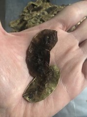 Senna Pods “West Indian Herbs” brand 1 oz. (And 1/2 oz senna leaves free!)