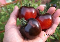 500 Seeds Solanum Lycopersicum Black Pearl Tomatoes Unique Black Gem Home Garden