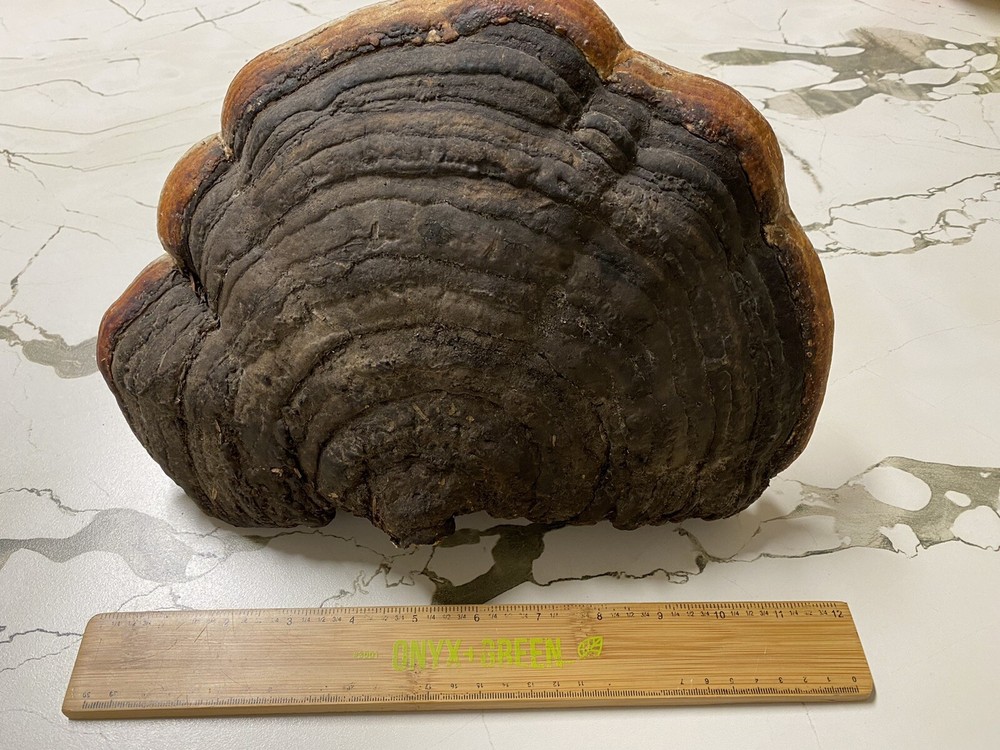 Lingzhi Mushroom (Reishi) Display Piece Chinese Organic Health Medicinal ( A )