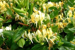 100 Seeds Lonicera Japonica Golden And Silver Japanese Honeysuckle Sweet Nectar
