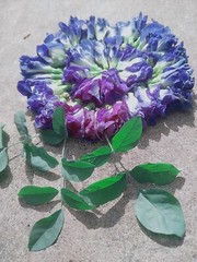 Blue butterfly pea flower (asian pigeonwings)