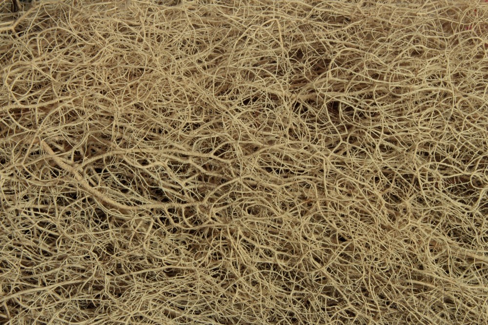 Usnea Lichen AKA Old Man’s Beard – 25 Grams