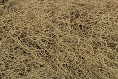 Usnea Lichen AKA Old Man’s Beard – 25 Grams