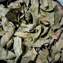 Daun Salam – Syzygium Polyanthum – Indonesiaa Bay Leaf Dried Leaves