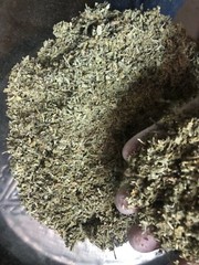DAMIANA ORGANIC bulk cut c/s herb natural leaves wholesale 4 lbs pound
