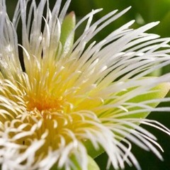 Kanna (Sceletium Tortuosum) Powder Fermented Organic South Africa
