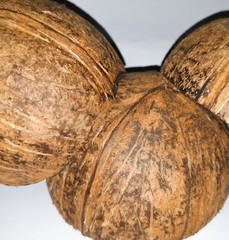 COCONUT SHELL CHIPS FOR MAKE CHARCOAL TEETH WASH HEALTHY ECOFRIENDLY (80g-1800g)