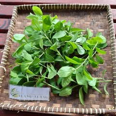 Daun Beluntas – Pluchea Indica Less Leaves
