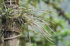 高級霍山石斛 Grade A Premium Dried Dendrobium 霍山石斛/Shihu 石斛 Free Shipping-USA Seller