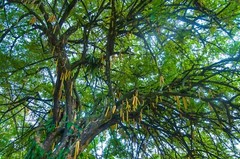 Moringa Oleifera Seeds (Semillas Moringa) WT: 1oz-3oz-5oz-10oz!