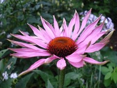 Echinacea – Echinacea 400mg – Boosts the Immune System Capsules 1B