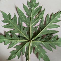 Dried Papaya Leaves Ceylon Organic Natural For Immunity Boost (Carica Papaya)50g