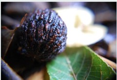 Black Walnut Hull Cut & Sifted Organic Herb Natural Herbal 28.3g Parasite Detox