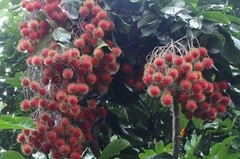 5 Seeds Rambutan Nephelium Lappaceum Sweet Juicy Tropical Malaysia Edible Fruits
