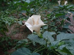 70g Dried Datura Metel Big Leaves Pure Natural Devil’s Trumpet Ceylon Herbal