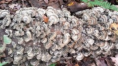 Wild Harvested Turkey Tail Mushroom Double Extract Tincture 2 oz