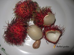 5 Seeds Rambutan Nephelium Lappaceum Sweet Juicy Tropical Malaysia Edible Fruits