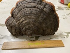 Lingzhi Mushroom (Reishi) Display Piece Chinese Organic Health Medicinal ( A )