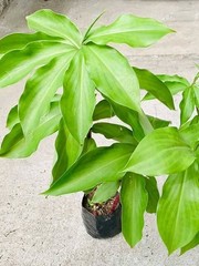 Insulin Plant Leaves Powder Natural Herbal Fine Ground Dried Powder