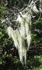 USNEA Extract Muscle Relaxant Immune Stimulant ~ Organic Folk Remedy Tincture