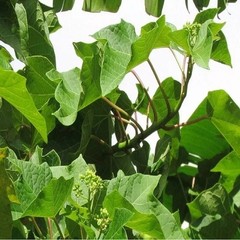 70g Dried Jatropha Curcas Leaf Powder Green 100% Natural Raw Botanical Sri Lanka