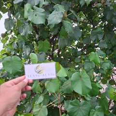 Daun Waru (Hibiscus tiliaceus) Sea Hibiscus Dried Leaves
