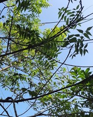 Organic Neem Leaves Hojas de neem Neem herbs Neem Azadirachta indica 25-100