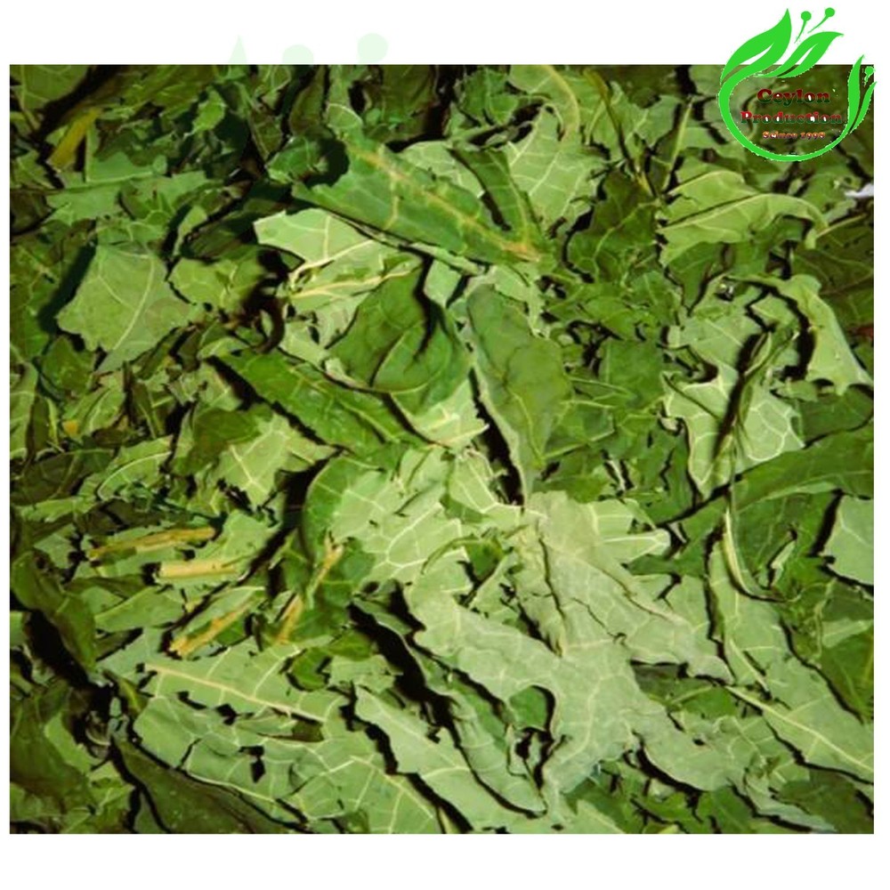 Papaya whole Leaves Dried Organic Carica papaya pawpaw papaia tree melon
