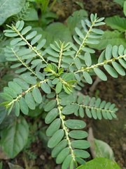 +70g Phyllanthus Niruri Chanca Piedra Dry Stone Breaker Pure Natural Dried Herb
