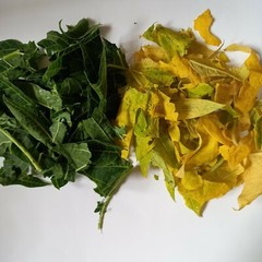 Dried Papaya Leaves Ceylon Organic Natural For Immunity Boost (Carica Papaya)50g
