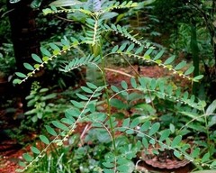+25g Dry Stone Breaker Phyllanthus Niruri Chanca Piedra Pure Natural Dried Herb