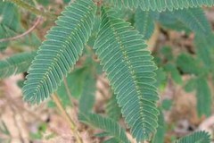 Mimosa Tincture Flower,Bark,Leaves Silk Tree,Alcohol Free Calming,Happy 30ml
