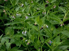 100 Seeds Symphytum Officinale Common Comfrey Perennial Flowering Plant Boneset