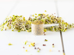 – Organic USA Broccoli Sprout Powder (1 Scoop = 1/4 Cup Sprouts): 36 Servings…