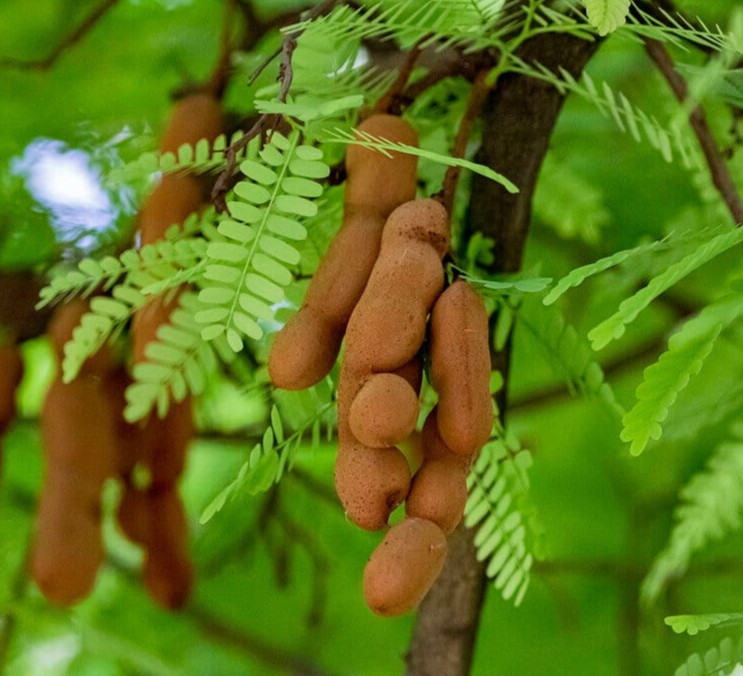 50g Dried TAMARIND LEAVES Organic Pure Whole Tamarind Leaf 1.76oz Leaves Herb