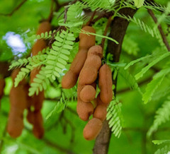 50g Dried TAMARIND LEAVES Organic Pure Whole Tamarind Leaf 1.76oz Leaves Herb