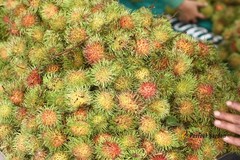 5 Seeds Rambutan Nephelium Lappaceum Sweet Juicy Tropical Malaysia Edible Fruits