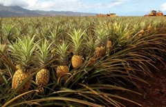 Pineapple Slices Dried | 4oz to 5lb | 100% Pure Natural Hand Crafted