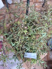 Daun Putri Malu – Mimosa Pudica L Leaves
