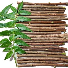 100% Natural Neem Teeth Cleaner Toothbrush Organic Chewing Stick Datun 100 piece