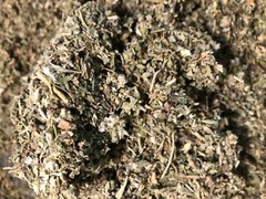 No.24 Herbal Blend – Damiana Mullein Catnip Raspberry Spearmint Poppy – 1 ounce