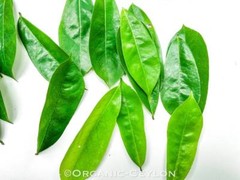 100% Organic Pure SOURSOP Graviola Leaf Guanabana Muricata Powder Hojas Annona