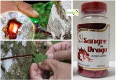 DRAGONS BLOOD 120 CAPS ANTI-INFLAMMATORY CELL CROTON LECHLERI ANTIOXIDANT