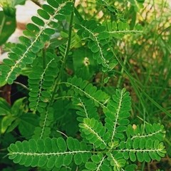 120g Phyllanthus Niruri Chanca Piedra Stone Breaker Pure Dried Herb Gale of Wind