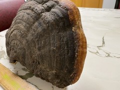 Lingzhi Mushroom (Reishi) Display Piece Chinese Organic Health Medicinal ( A )